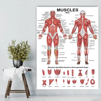 2023 Новый Анатомический Плакат с Изображением Мышечной системы, Диаграмма Анатомии мышц спереди/Сзади, 19.69x27.56 дюймов для Больничного спортзала